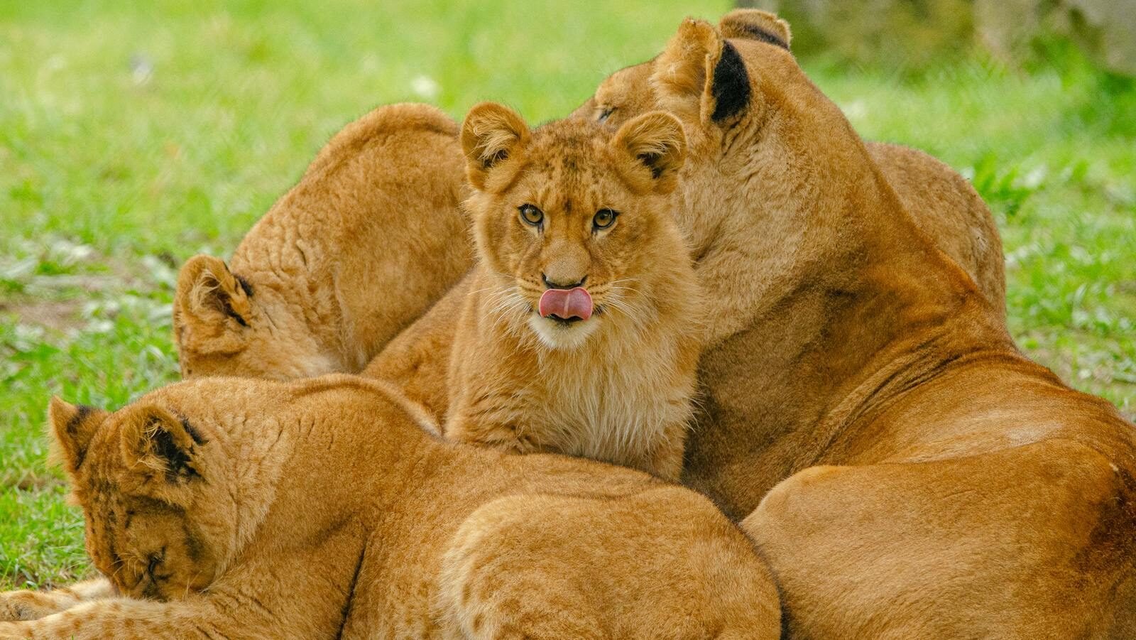 A lion family lounging together on grassy terrain, showcasing wildlife harmony.