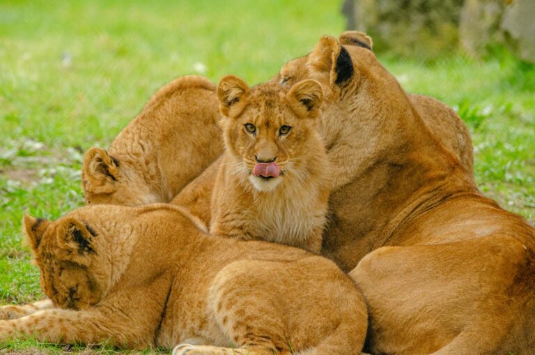 A group of lions, including a cub, resting together on a grassy field, displaying their strong social bonds and cooperative nature.