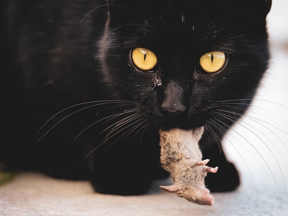 A black cat with piercing yellow eyes proudly holding a mouse outdoors.