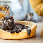 A calico cat rests comfortably in a yellow pet bed in a sunlit living room.