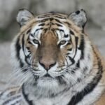 Majestic close-up of a striped tiger showcasing its fierce and regal nature.