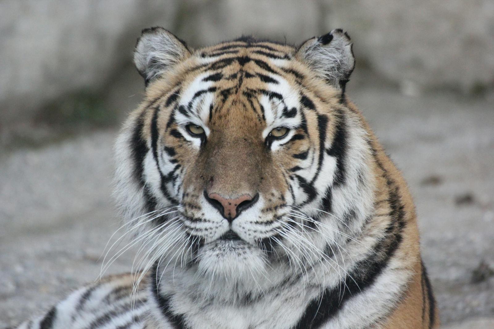 Majestic close-up of a striped tiger showcasing its fierce and regal nature.