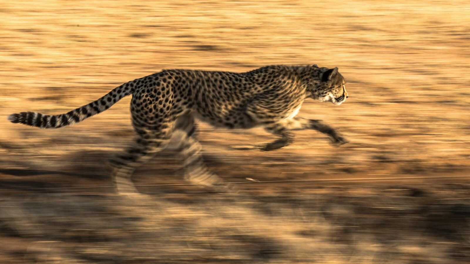 A cheetah sprints across the dry savannah, its body streamlined and muscles engaged, showcasing its incredible speed and agility in the wild.