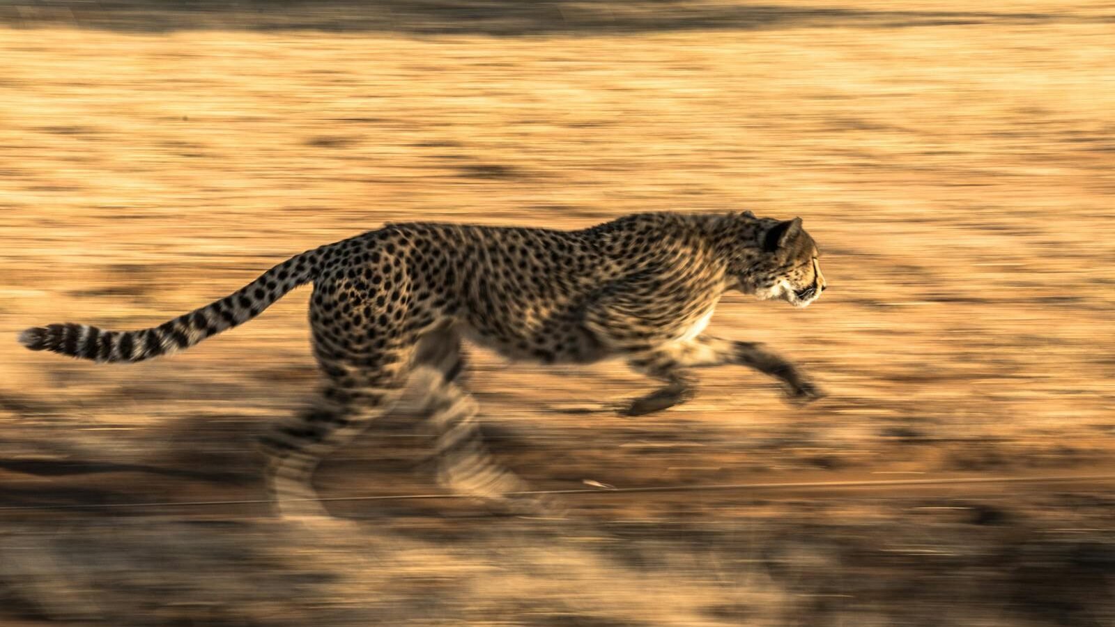  cheetah running at high speed across a golden savanna, showcasing its incredible agility, streamlined body, and natural adaptation for endurance and velocity.