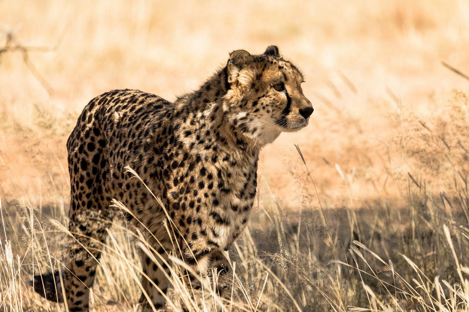 Photo by Bruno Almeida Majestic cheetah on sunlit savannah, embodying the wild beauty and grace of African wildlife.