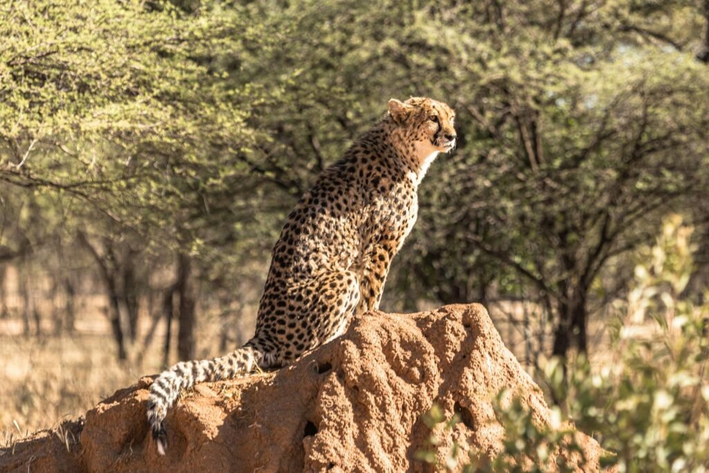 A cheetah gracefully sits on a rock, capturing the essence of African wildlife in the savanna.
