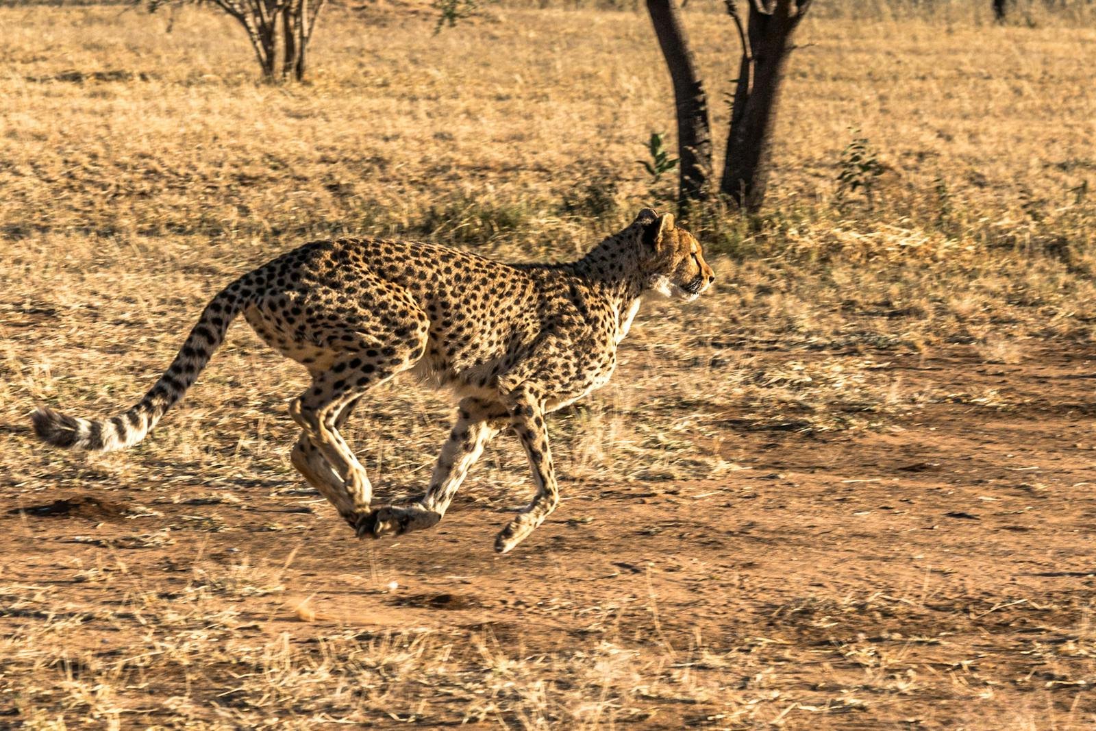 Photo by Bruno Almeida Dynamic shot of a cheetah sprinting in the African savannah, showcasing its speed and grace.
