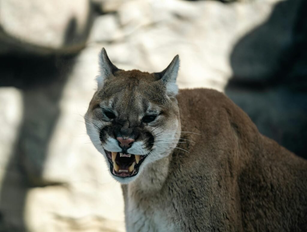 hunting techniques: Intense close-up of a snarling cougar showcasing its powerful teeth and fierce expression in a natural setting.