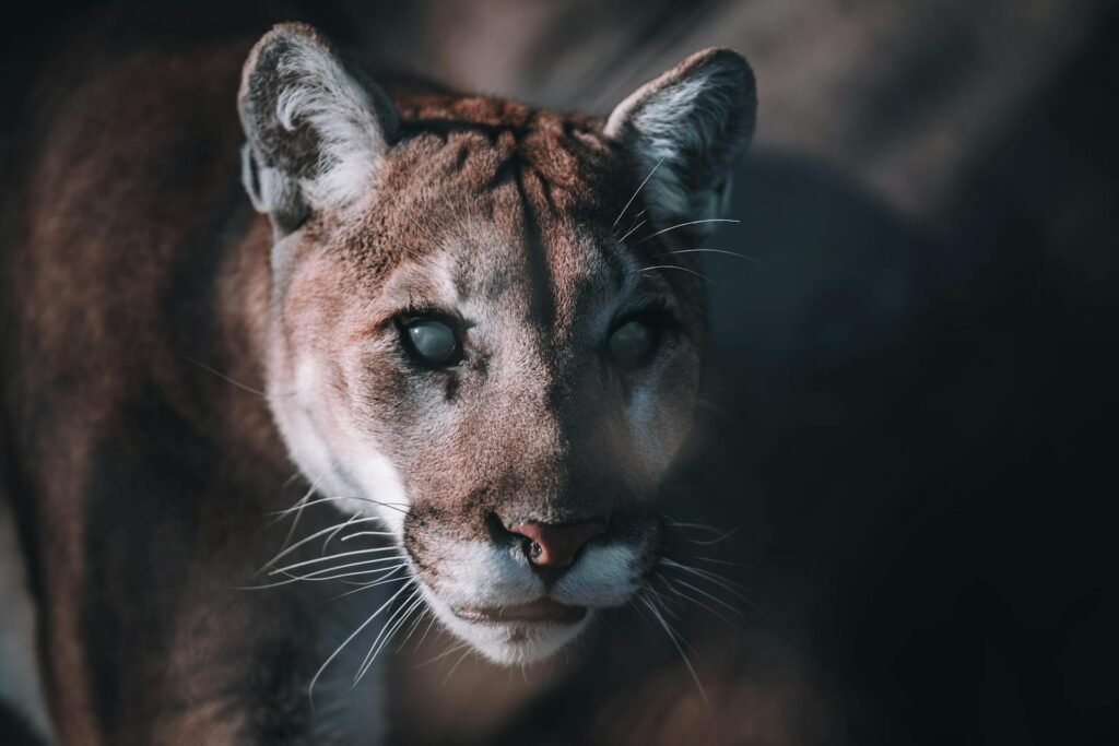 big cat Intense and captivating close-up of a puma showcasing its power and grace.