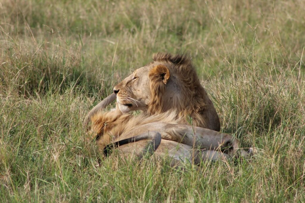 amazon rainforest: A majestic lion resting in the grassy savannah, showcasing wildlife in its natural habitat.