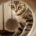 A playful tabby cat intently looking through a tube at a toy ball indoors.