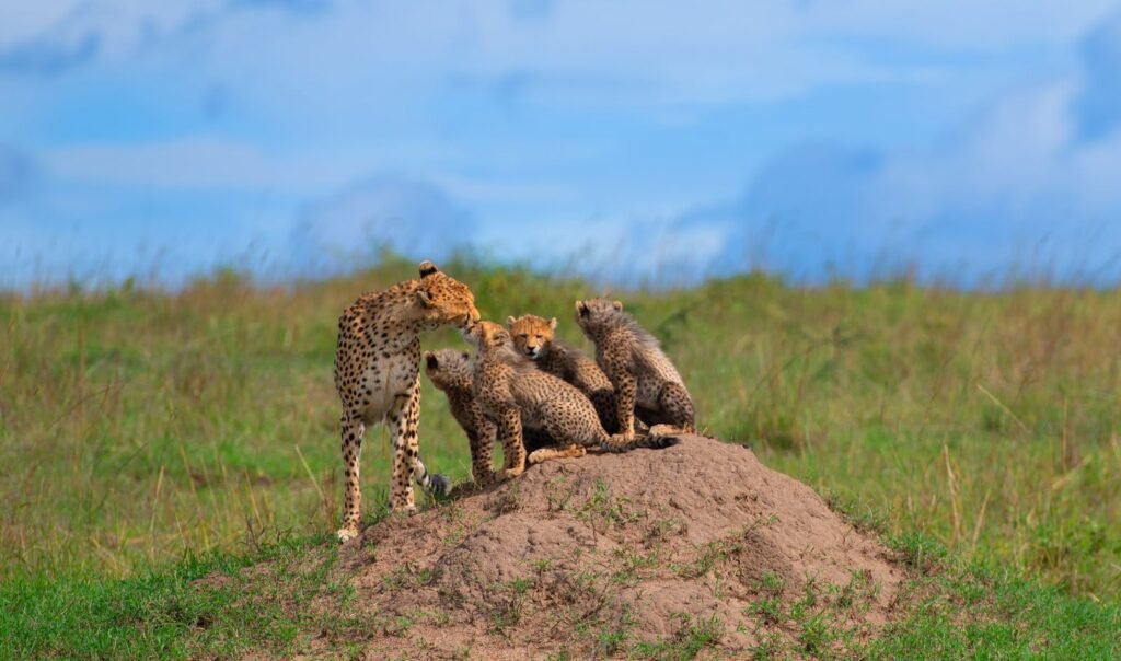 A mother cheetah standing on a grassy mound with her three cubs in the African savannah, under a bright blue sky.