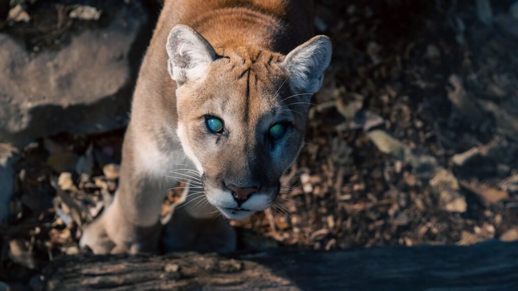 cat stories: Wild mountain lion with striking eyes in its natural environment. Captured in daylight.