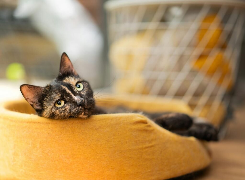 A tortoiseshell cat comfortably resting in a yellow bed indoors, exuding warmth and relaxation.