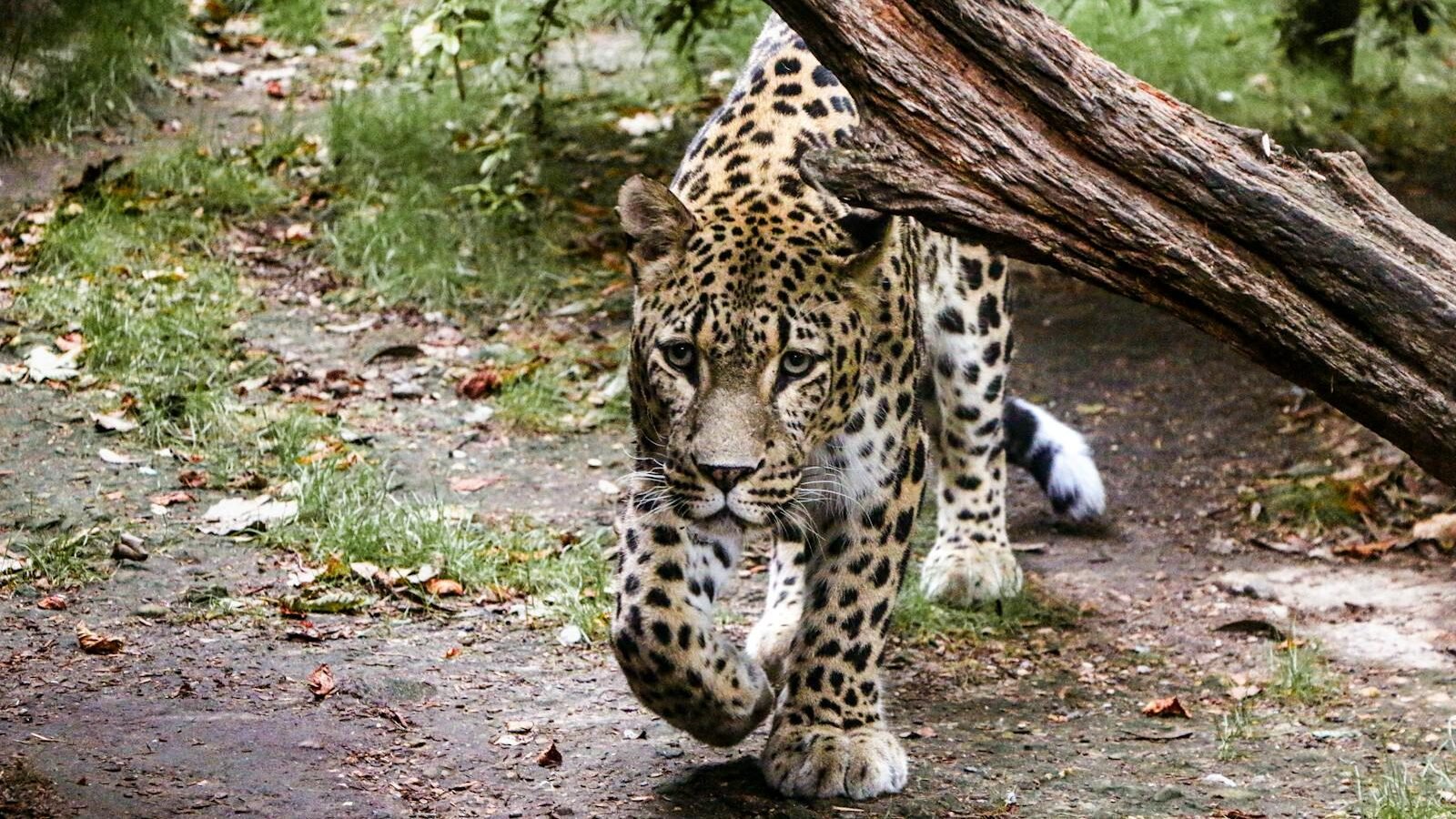 A powerful leopard walking cautiously under a fallen tree branch in its natural habitat, displaying its muscular build and sharp gaze.