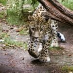 A stealthy leopard moves cautiously through a forested path, highlighting the challenges and conservation efforts needed to protect big cat populations.