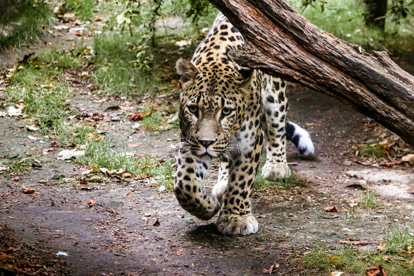 A stealthy leopard moves cautiously through a forested path, highlighting the challenges and conservation efforts needed to protect big cat populations.