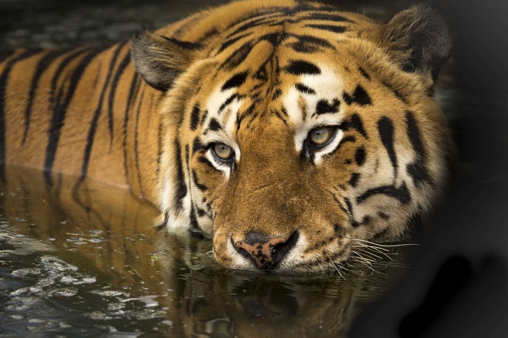 tiger are revered in different cultures