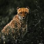 A powerful cheetah stealthily prowls through the grassy savannah, showcasing its natural grace and agility.