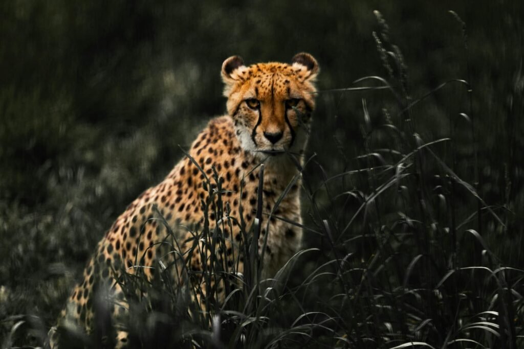 Big Cat A powerful cheetah stealthily prowls through the grassy savannah, showcasing its natural grace and agility.