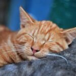 A serene close-up of a ginger cat sleeping with eyes closed, showcasing tranquility and softness.