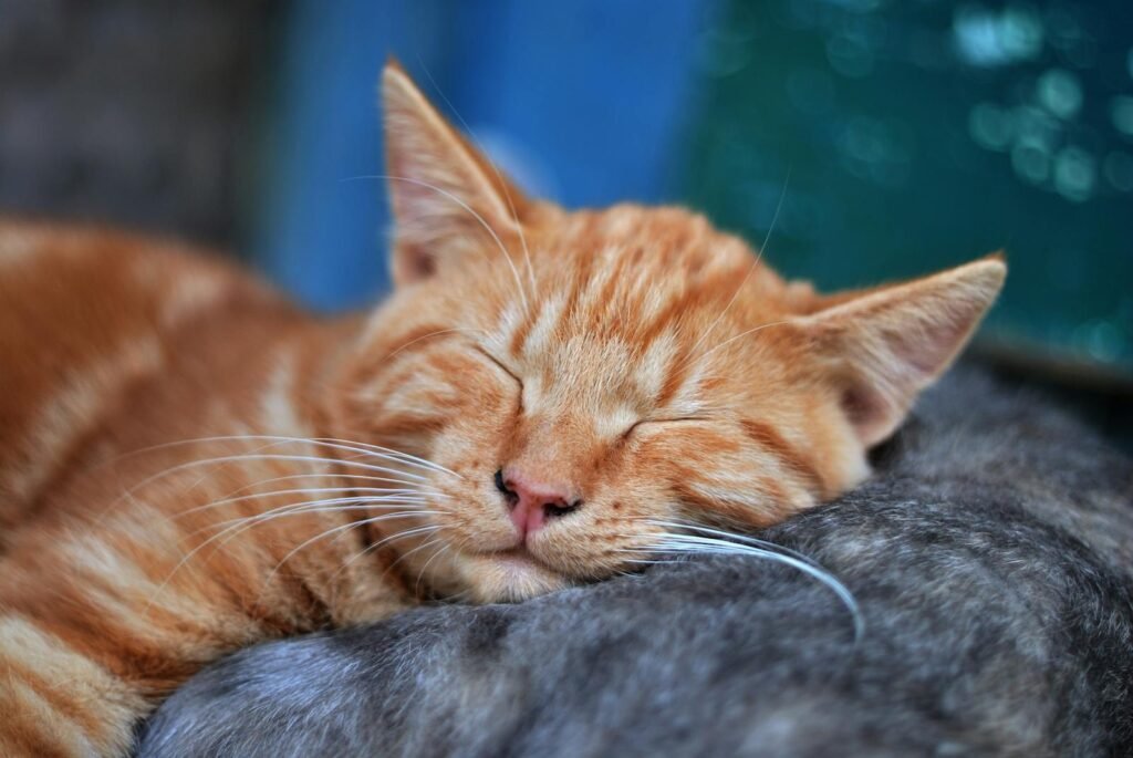 A serene close-up of a ginger cat sleeping with eyes closed, showcasing tranquility and softness.