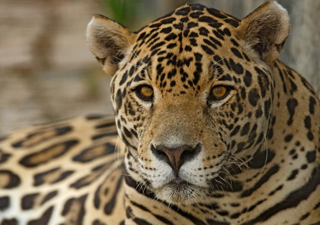 big cat jaguar, feline, spots, mammal, exotic, conservation, brazilian, hunter, panthera, onca, dangerous, endangered, jaguar, jaguar, jaguar, jaguar, jaguar