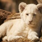 wild cat species: cub, lion