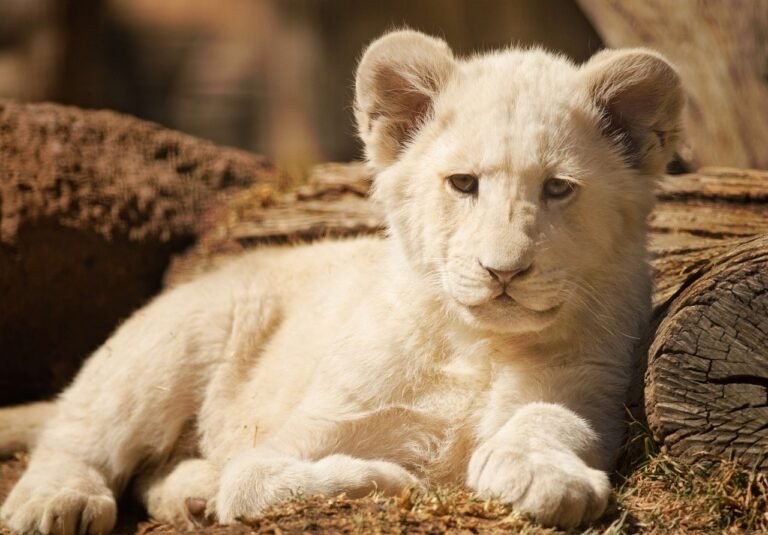 wild cat species: cub, lion