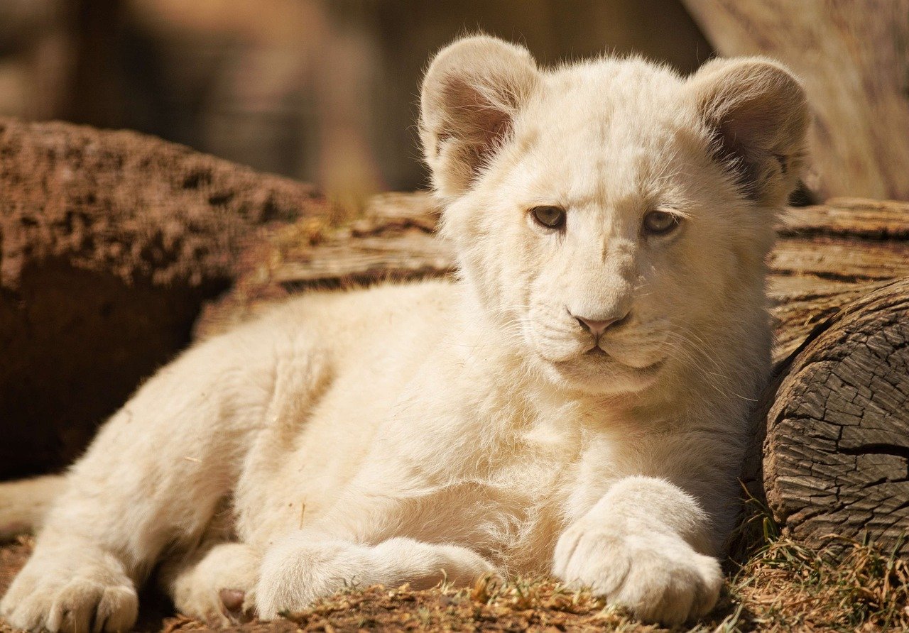 wild cat species: cub, lion