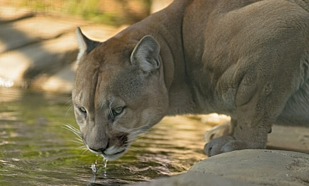 Cat Vision cougar, drink, water wild, predator, eyes, close, drinking, body, cougar, cougar, cougar, cougar, cougar