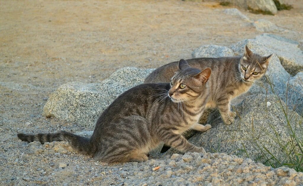 The Hidden World of Feral Cats in Urban Areas