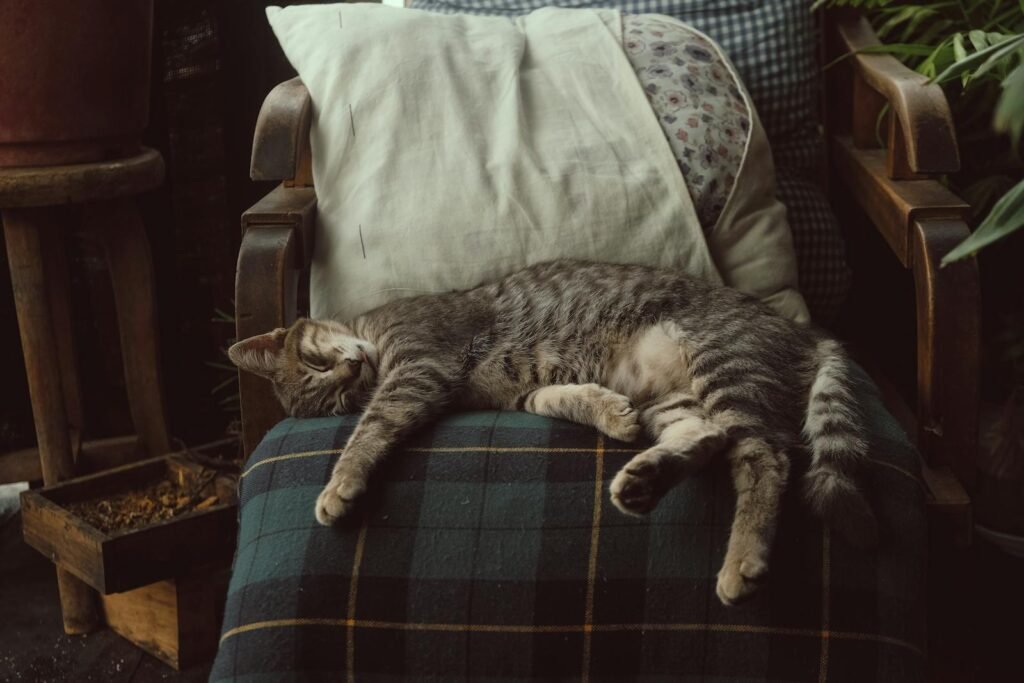 A peaceful tabby cat sleeping on a cushioned chair, creating a warm and cozy atmosphere indoors.