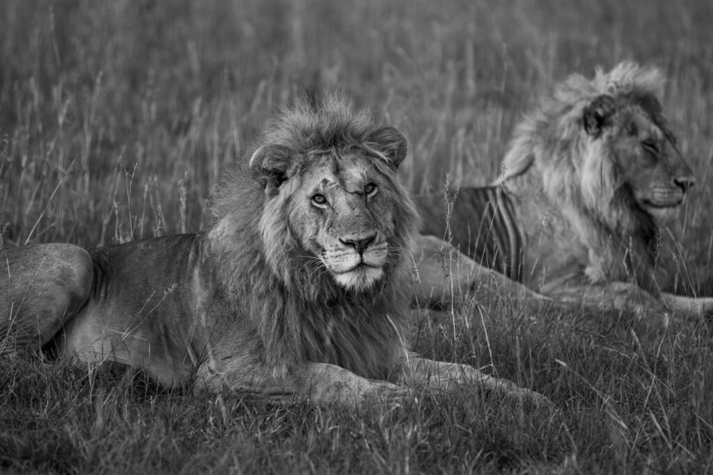 Melanistic cat: Black and white photo of two lions resting in Kenyan grasslands, capturing the serene wildlife environment.