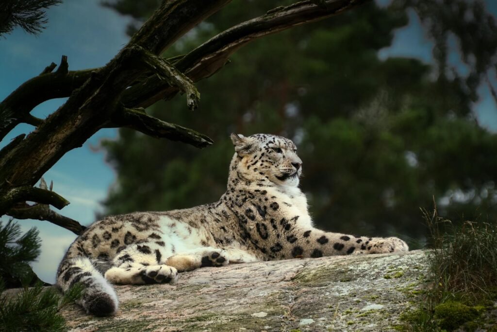 Close-up of a snow leopard resting on a rock amidst trees in Kolmården, Sweden.