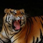 A majestic Siberian tiger yawning, showcasing its powerful teeth in Bandung, Indonesia.