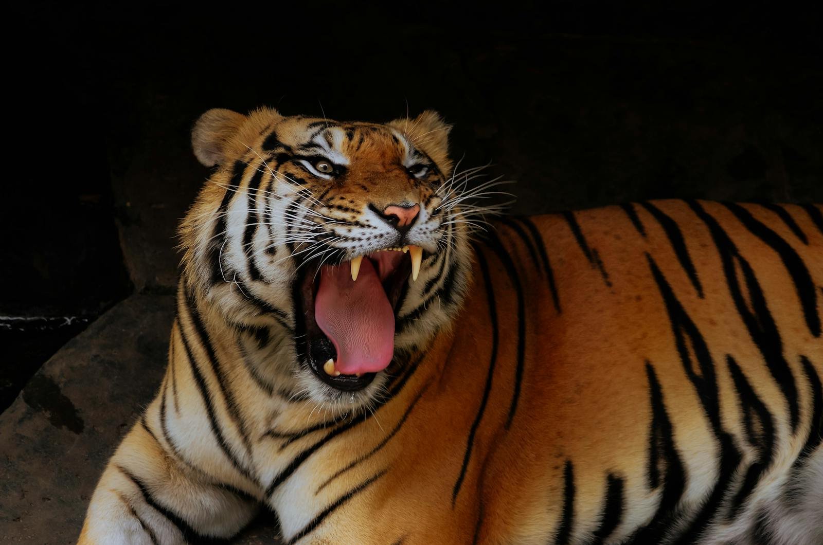 A majestic Siberian tiger yawning, showcasing its powerful teeth in Bandung, Indonesia.