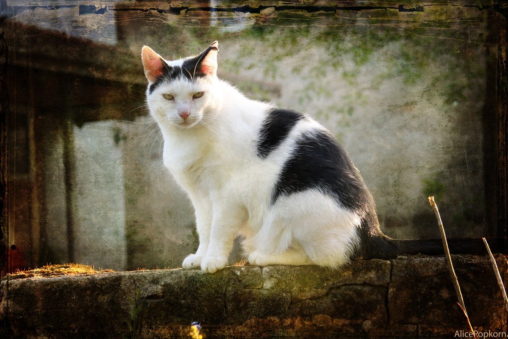 Cats as Companions in Royal Families