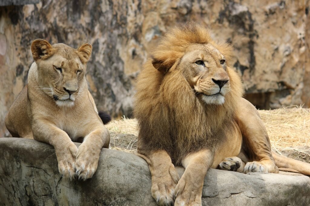 Cat Communication lion, lioness, few, wildlife, big cat, lion's mane, together, lion, lion, nature, lion, lion, lion, lioness, lioness, lioness