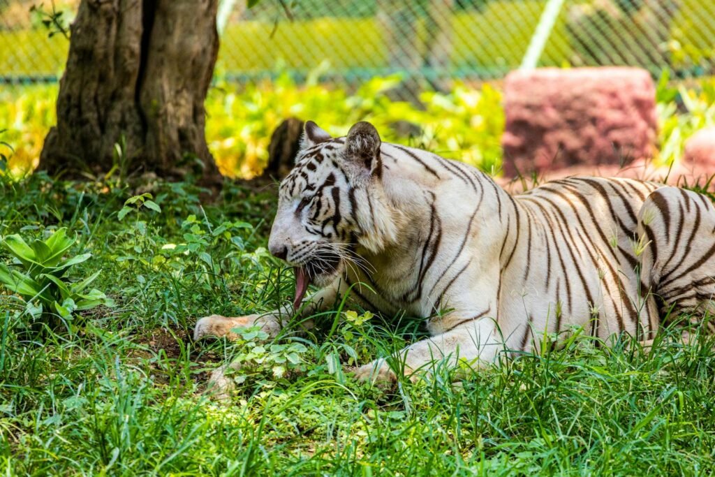 White tiger relaxing amidst green foliage in Hyderabad Zoo, India.