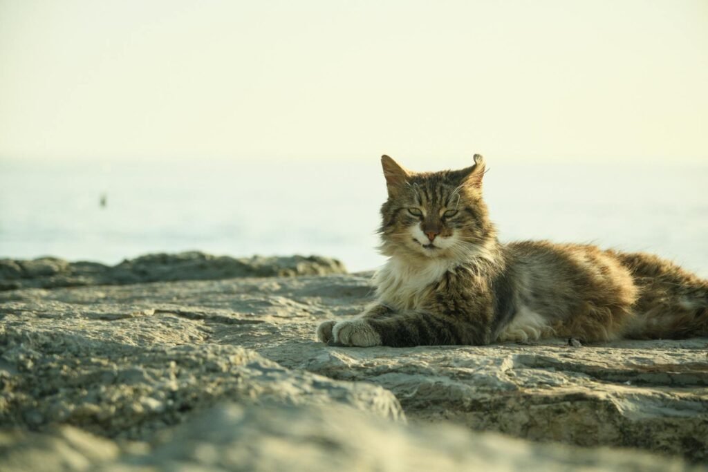 A serene coastal scene with a cat lounging on rocks by the sea in Kadıköy, İstanbul.