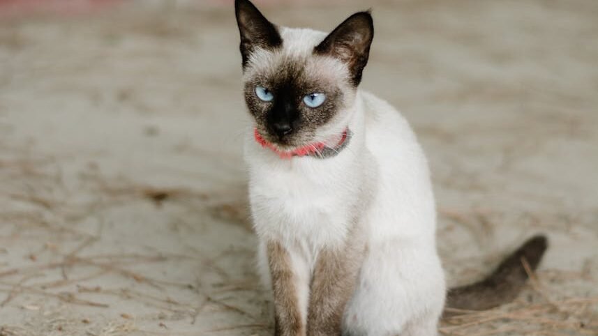 A Siamese cat with blue eyes and a pink collar is sitting on the ground, looking directly at the camera. The cat has short legs and a sleek coat.