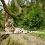Snow leopard relaxing on a rock surrounded by lush greenery in summer.