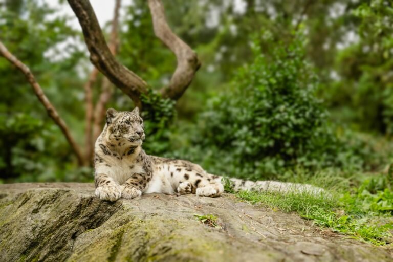 Snow leopard relaxing on a rock surrounded by lush greenery in summer.
