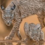 Captivating scene of an Iberian lynx and cub in their natural habitat in Spain.