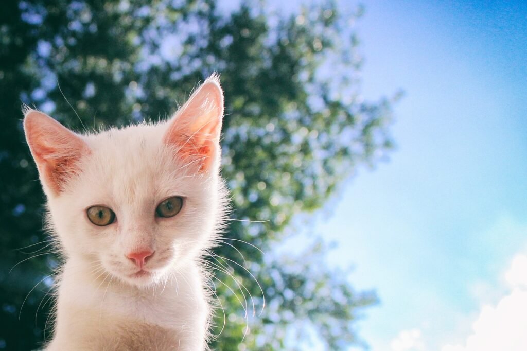 Cat at Home