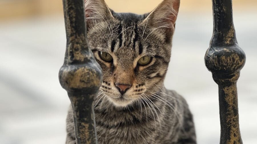 A tabby cat sitting behind a wrought iron fence, gazing intently.