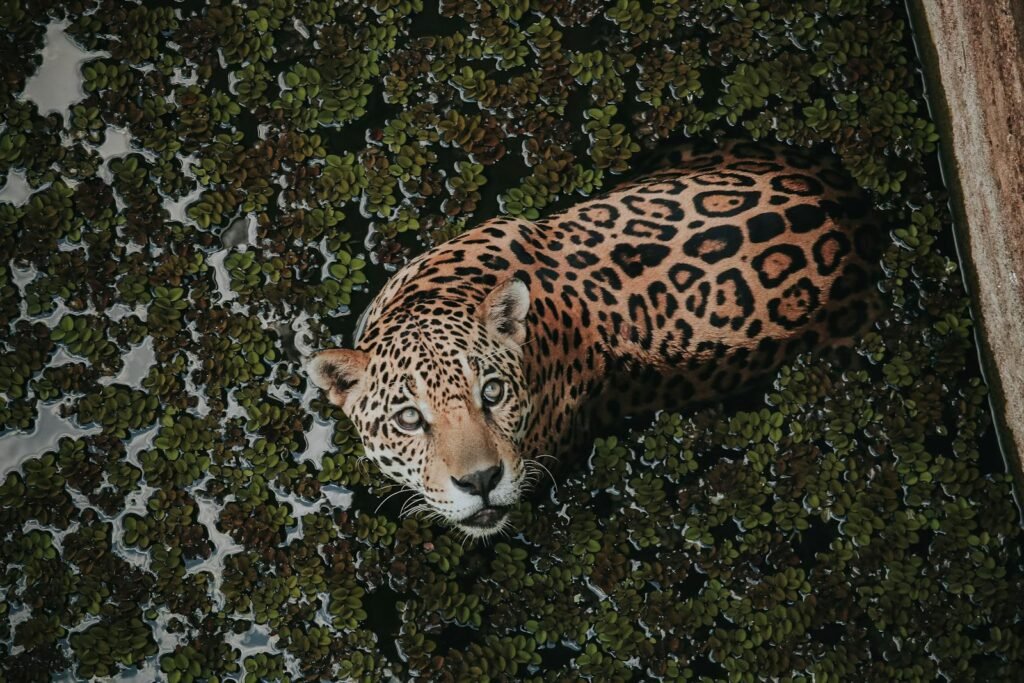A jaguar swimming among water plants in Manaus, showcasing the wild beauty of the Amazon rainforest.
