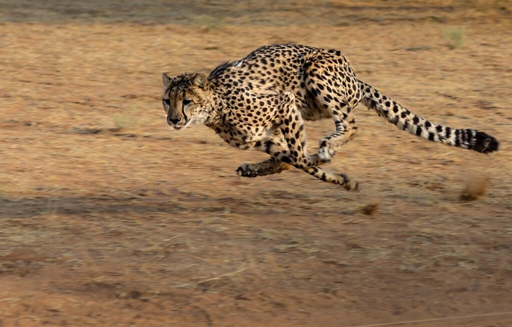 Cat Evolution cheetah, africa, namibia, cat, run, hunt, brown cat, brown running, brown run, cheetah, cheetah, cheetah, animal, cheetah, pet, cheetah