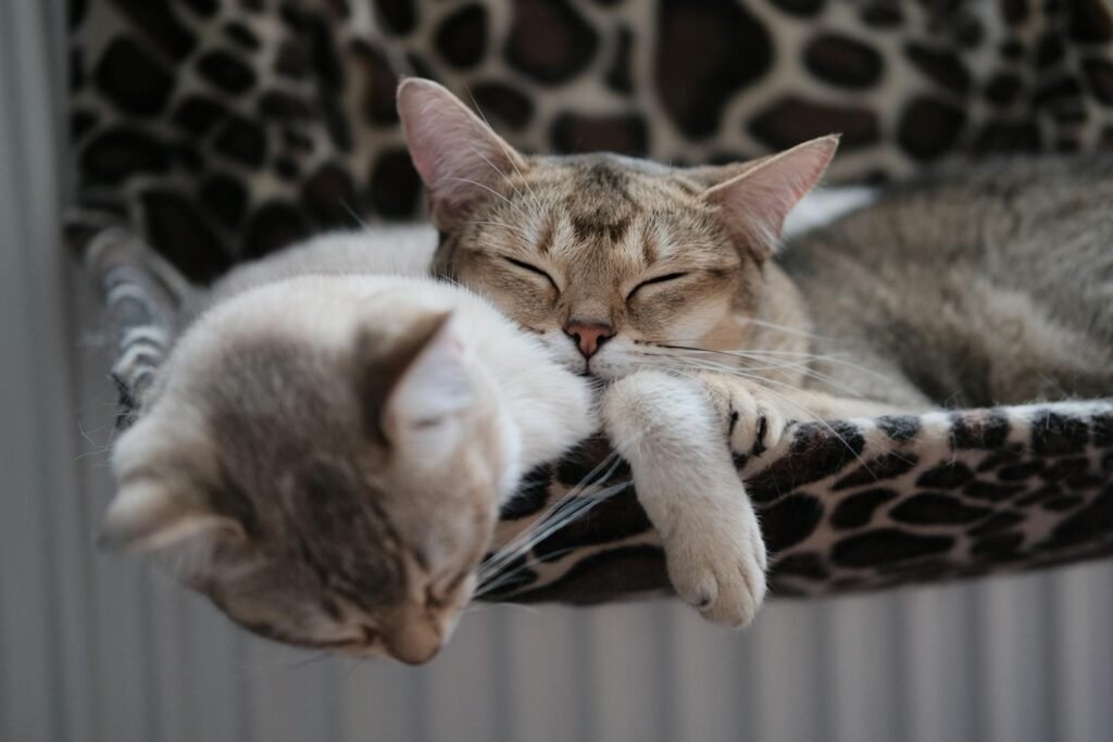 cat tricks: cat Two domestic tabby cats resting peacefully on a patterned hammock indoors, exuding warmth and coziness.